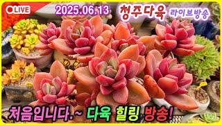 나만 몰랐던 청다 라이브 힐링방송 다육이 잘 키워보기!  6월 13일
