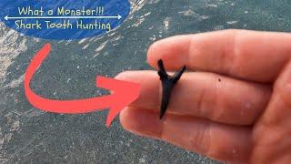 How to find shark teeth | Caspersen Beach