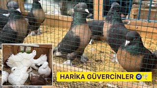 KUŞ PAZARINDA HARİKA KUŞLAR VE FİYATLARI - İSTANBUL / Edirnekapı Kostüm Taklacı Süs Güvercinleri