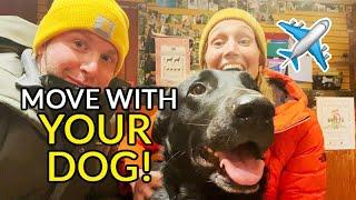 MOVING ABROAD ... WITH YOUR DOG! TIPS AND INFO