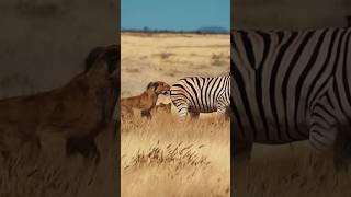 sigma male animals  #sigma #sigmashorts #sigmarule #animals #shortsfeed
