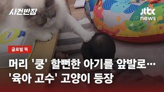 "얘야 어딜 가려고!" 앞발을 '턱'…아기 보호하는 고양이 화제 / JTBC 사건반장