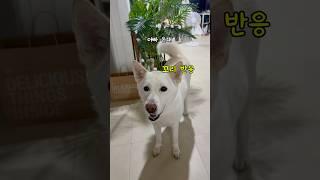 아빠 오셔야 밥먹는 딸#이풍순#풍순이#이대우#강아지일상 #애견영상 #반려견 #반려동물 #cutedog #멍스타그램 #강아지산책 #강아지브이로그#산책