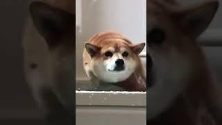 살찐 웰시코기 강아지 운동시키는 법 #shorts