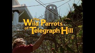 The New 2023 "Wild Parrots of Telegraph Hill" Trailer