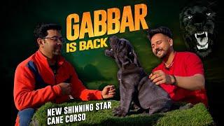 introducing GABBAR best CANE CORSO blue color dog in Punjab, Sri Sai Pet World