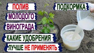  Как ПОЛИВАТЬ. Чем ПОДКОРМИТЬ молодой виноград в мае. От ЭТИХ УДОБРЕНИЙ на винограде только ВРЕД.