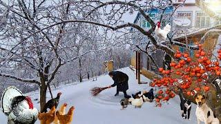 In an Azerbaijani Village, a Grandmother Prepared Natural Dairy Products.