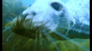 Scuba divers mauled by 20 or more Seals in the UK, they barely escaped with their dignity in tact!!!