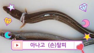 아나고 탈피