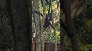 Spider monkeys take cookies from under stroller  then take to the trees - Playa del Carmen  Mexico