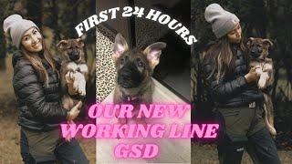 Picking Up My Working Line German Shepherd (First 24 Hours)