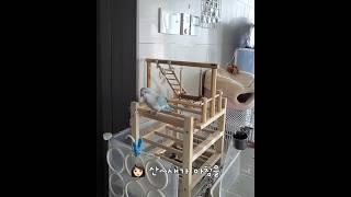 산새가 아침을 #노래하는앵무새 #퀘이커앵무송꾸꾸