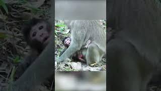 Monkey Short Version - 6 - Best Animal moment - Animal Verse