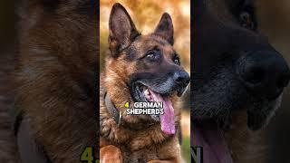 "Top 5 Facts About German Shepherds!"