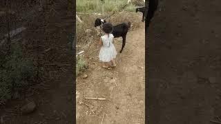 Dnyaneshwari sheli charte#short video # shortfeed #