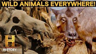 MonsterQuest: Unknown Predator is Killing Hundreds of Farm Animals *2 Hour Marathon*