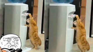 A CAT DRINKING WATER AS A HUMAN GATO TOMANDO AGUA COMO HUMANO | FUNNY VIDEOS 2021