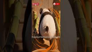 This Panda Couldn’t Stop Sliding... And We Couldn’t Stop Laughing! 