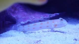 Diamond Watchman Goby