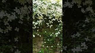 Clematis Montana “white”