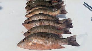 How To Catch Mangrove Snapper