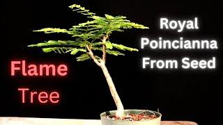 Royal Poinciana Bonsai Tree from seed. Delonix Regia. Flame tree. Flamboyant tree