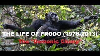 The Life of Frodo the Chimpanzee (1976-2013)