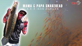 [TFS] Fishing Mama & Papa Snakehead | Haruan Malaysia