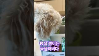 19살 콩이는 국물러버다 #노견 #강아지 #강아지브이로그 #강아지먹방