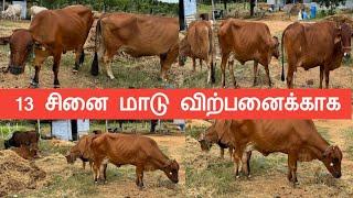 13 சினை மாடு விற்பனைக்காக  20 லிட்டர் கரவை #radhakrishnanfarms