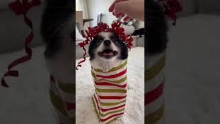 How to Wrap a Weirdly Shaped Gift with Huxley the Panda Puppy