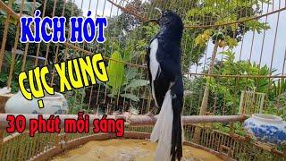 Choè than hót đấu giọng rừng CỰC SUNG Chòe Than Hót Giọng Rừng Kích Trống Căng Lửa hót | choe than
