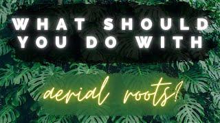 Aerial Root Talk! || what to do with Monstera aerial roots