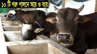 গরুর খামার কি ভাবে শুরু করবেন - গরু মোটাতাজাকরণ পদ্ধতি ও আয় ব্যয় - Cow Farming