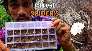 RAREST SPIDER'S IN THE WORLD!  mga GAGAMBA na PINAKA RARE sa buong Mundo na sa akin