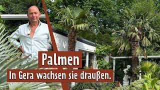 Ein Palmengarten in Gera | MDR Garten