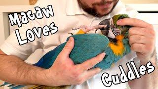 Macaw Enjoys Cuddles - About Rachel and Macaws