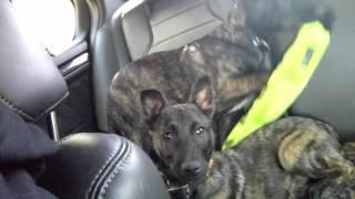 Bringing the Dutch Shepherd Puppies home