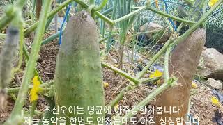 동탄지기 조선오이 수확하기 (친환경오이 재배) Harvesting Chosun Cucumber (Eco-friendly Cucumber Cultivation)