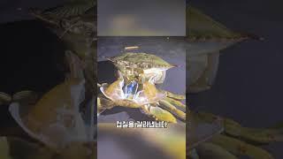 게가 자기 몸을 열었어요… 이 장면 실화?!