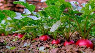 Instructions for growing red radish