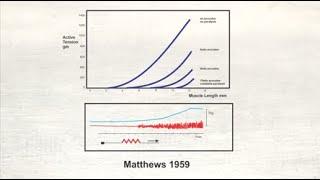 5.  Equilibrium Point Hypothesis Introduction