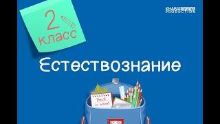 Естествознание. 2 класс. Что мы знаем о воде. Без чего человеку не обойтись /30.12.2020/