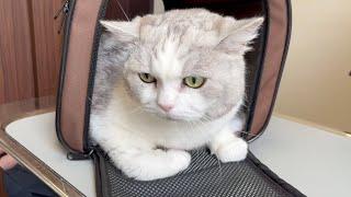 We finally took Piko back to the vet