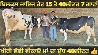 15 ਤੋ 40ਲੀਟਰ 7 ਗਾਵਾਂ ਵੀਕਾਓ। cows for sale/vadiya farm/8-3-25