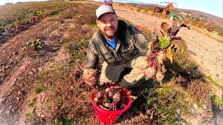 A great day to harvest BEETS