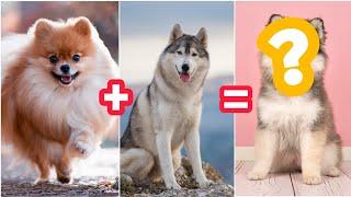 Pomeranian  Husky Mix Breed | #shorts #dogs #Cutedogs #puppies