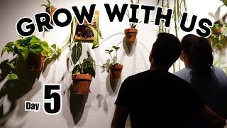 Daily Plant Vlog:  BIG DRAGON TREE REPOT