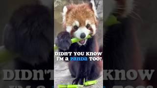 cute animals #13 : Pandae #funnyanimals #redpandas  #lesserpanda